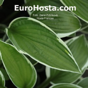 EuroHosta.com  Foto: Dana Zúbriková Hosta Francee