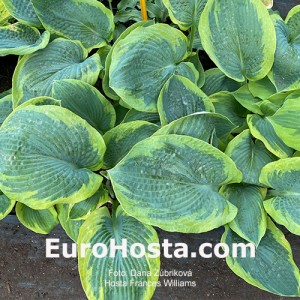 Hosta Frances Williams - Eurohosta