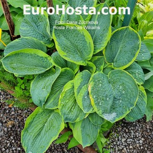 Hosta Frances Williams - Eurohosta