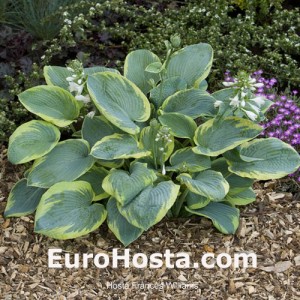 Hosta Frances Williams - Eurohosta