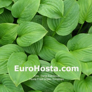 Hosta Fried Green Tomatoes - Eurohosta