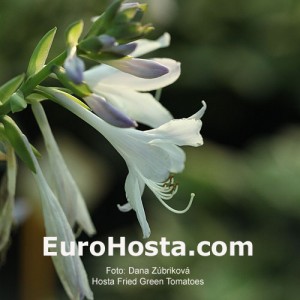 Hosta Fried Green Tomatoes - Eurohosta