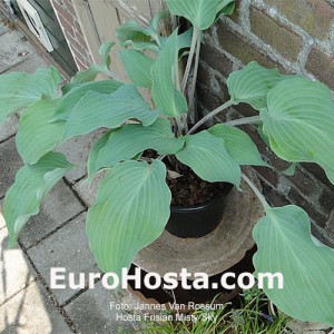 Hosta Frisian Misty Sky