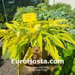 Hosta Frisian Pride