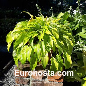 Hosta Frisian Pride - Eurohosta