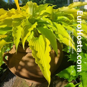 Hosta Frisian Pride