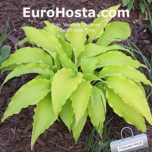 Hosta Frisian Pride - Eurohosta