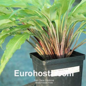 Hosta Frisian Pride - Eurohosta