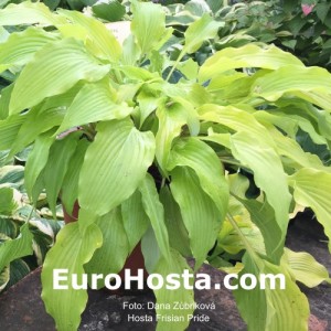 Hosta Frisian Pride - Eurohosta