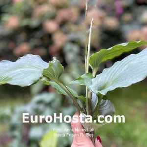 Hosta Frisian Ruffles