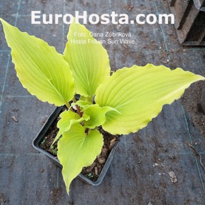 Hosta Frisian Sun Wave