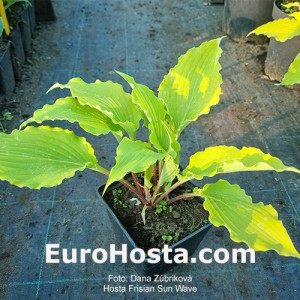 Hosta Frisian Sun Wave