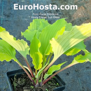 Hosta Frisian Sun Wave