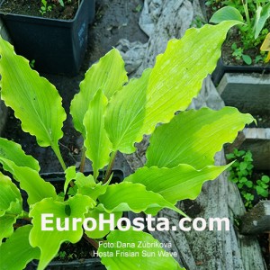 Hosta Frisian Sun Wave