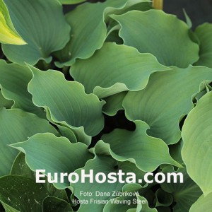 Hosta Frisian Waving Steel - Eurohosta