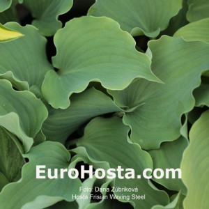 Hosta Frisian Waving Steel - Eurohosta