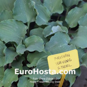 Hosta Frisian Waving Steel - Eurohosta