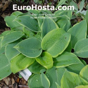 Hosta Frosted Dimples - Eurohosta