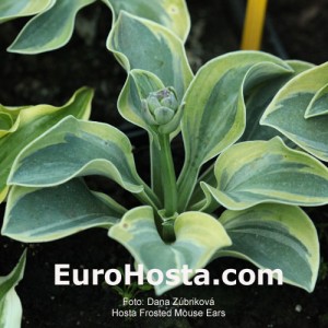 Hosta Frosted Mouse Ears - Eurohosta