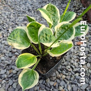 Hosta Fruit Loop