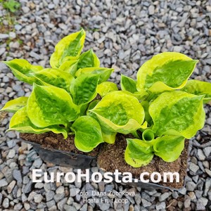 Hosta Fruit Loop