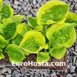 Hosta Fruit Loop