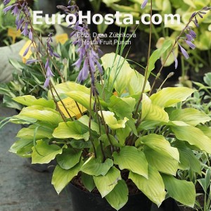 Hosta Fruit Punch