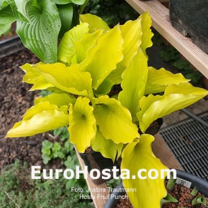 Hosta Fruit Punch