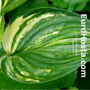 Hosta Futura