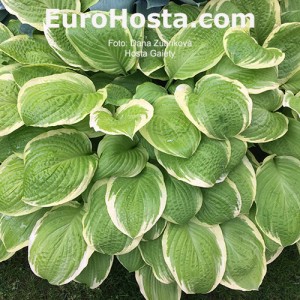 Hosta Gaiety