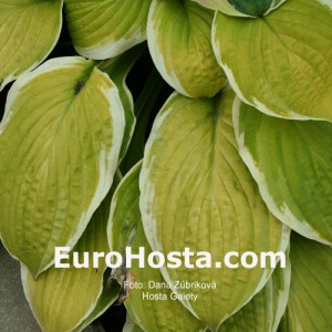 Hosta Gaiety - Eurohosta