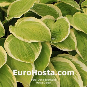 Hosta Gaiety