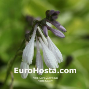 Hosta Gaiety - Eurohosta