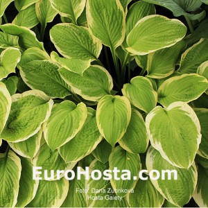 Hosta Gaiety - Eurohosta