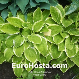 Hosta Gaiety