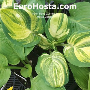 Hosta Galaxy