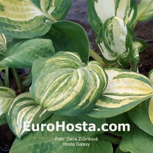 Hosta Galaxy