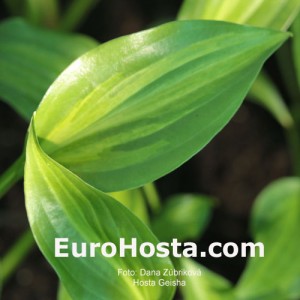 Hosta Geisha - Eurohosta