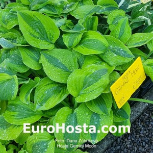 Hosta Gemini Moon - Eurohosta