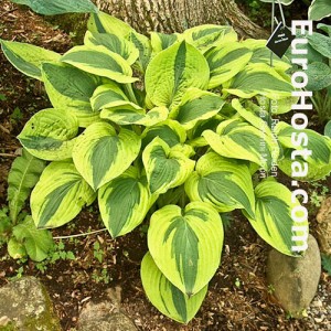 Hosta Gemini Moon - Eurohosta