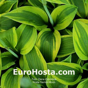 Hosta Gemini Moon - Eurohosta