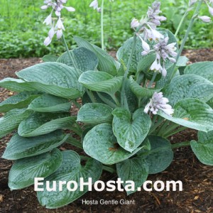 Hosta Gentle Giant