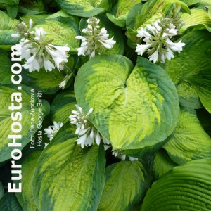 Hosta George Smith - Eurohosta