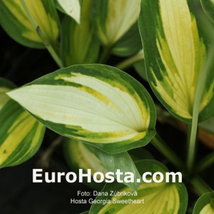 Hosta Georgia Sweetheart - Eurohosta