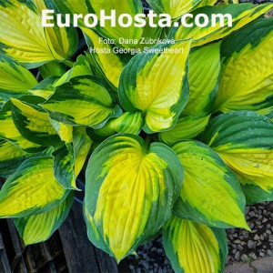 Hosta Georgia Sweetheart - Eurohosta