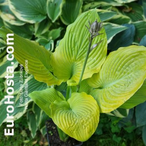 Hosta Giantland Elegance