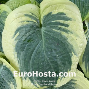 Hosta Giantland Karma