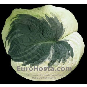 Hosta Giantland Karma