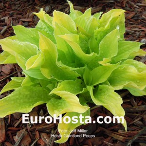 Hosta Giantland Peeps 