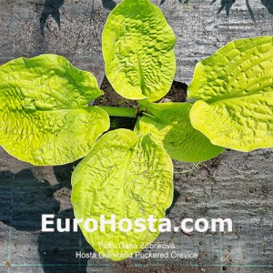 Hosta Gianltand Puckered Crevice